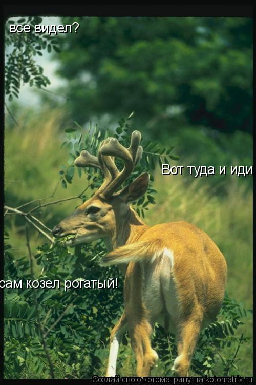 Котоматрица: все видел? Вот туда и иди  сам козел рогатый!