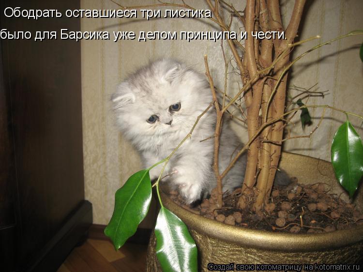 Ободрать оставшиеся три листика было для Барсика уже делом принципа и чести.... Котоматрица: Ободрать оставшиеся три листика было для Барсика уже делом принципа и чести.