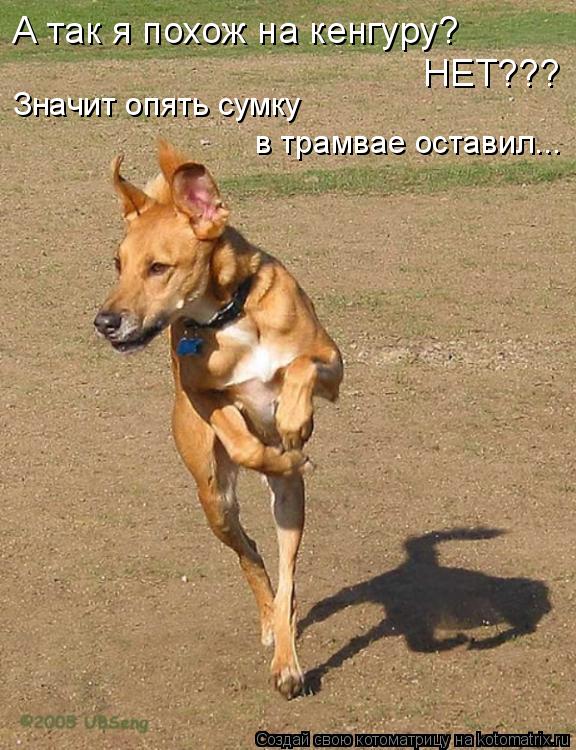 А так я похож на кенгуру? НЕТ??? Значит опять сумку в трамвае оставил...... Котоматрица: А так я похож на кенгуру? НЕТ??? Значит опять сумку в трамвае оставил...