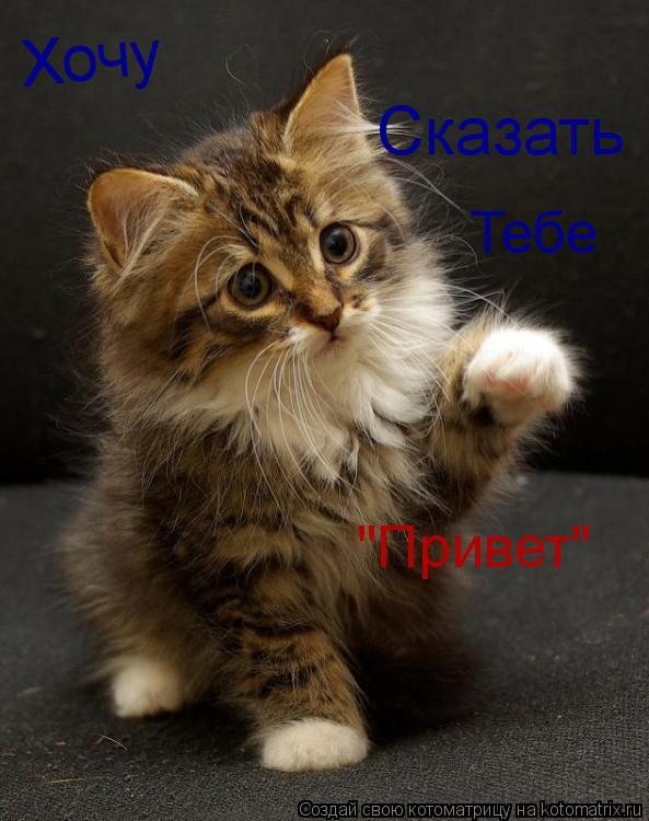 Хочу Сказать Тебе "Привет"... Котоматрица: Хочу Сказать Тебе "Привет"