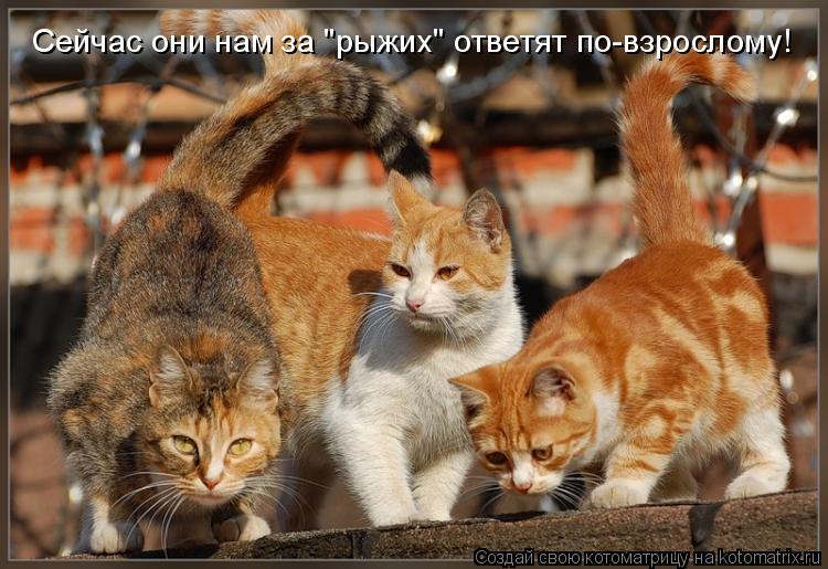 Сейчас они нам за "рыжих" ответят по-взрослому!... Котоматрица: Сейчас они нам за "рыжих" ответят по-взрослому!