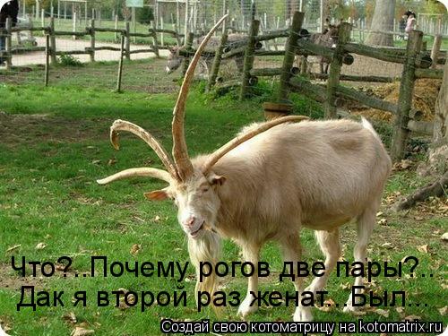 Котоматрица: Что?..Почему рогов две пары?.. Дак я второй раз женат...Был...