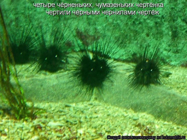 четыре чёрненьких, чумазеньких чертёнка чертили чёрными чернилами чертёж... Котоматрица: четыре чёрненьких, чумазеньких чертёнка чертили чёрными чернилами чертёж