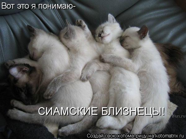 Вот это я понимаю- СИАМСКИЕ БЛИЗНЕЦЫ!... Котоматрица: Вот это я понимаю- СИАМСКИЕ БЛИЗНЕЦЫ!