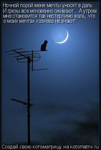 Котоматрица: Ночной порой меня мечты уносят в даль И грезы все мгновенно оживают... А утром  мне становится так нестерпимо жаль, что  о моих мечтах хозяева