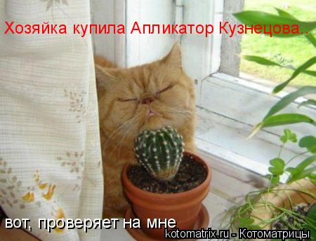 Котоматрица: Хозяйка купила Апликатор Кузнецова.. вот, проверяет на мне