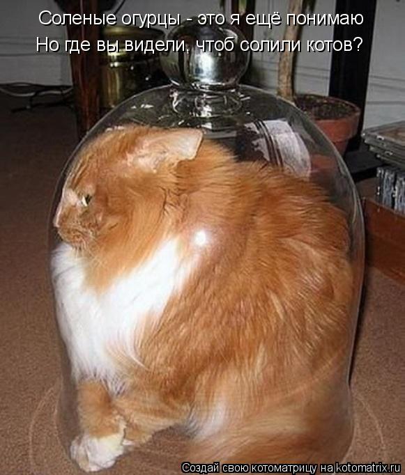 Котоматрица: Соленые огурцы - это я ещё понимаю Но где вы видели, чтоб солили котов?