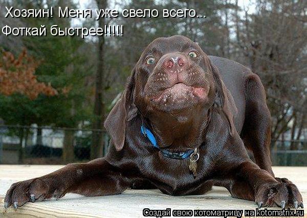 Котоматрица: Хозяин! Меня уже свело всего... Фоткай быстрее!!!!!