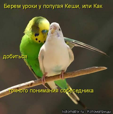 Котоматрица: Берем уроки у попугая Кеши, или Как  добиться  точного понимания собеседника