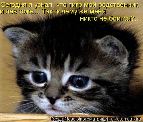 Котоматрица: и лев тоже... Так почему же меня  никто не боится?.. Сегодня я узнал, что тигр мой родственник