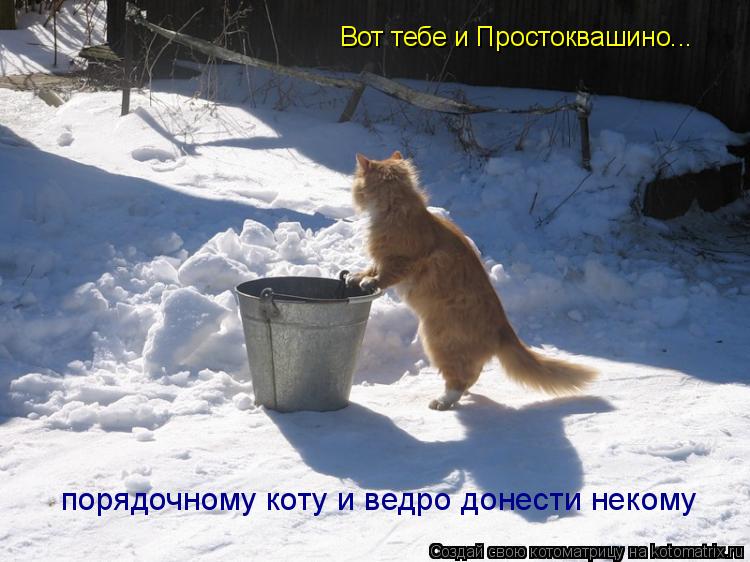Вот тебе и Простоквашино... порядочному коту и ведро донести некому... Котоматрица: Вот тебе и Простоквашино... порядочному коту и ведро донести некому