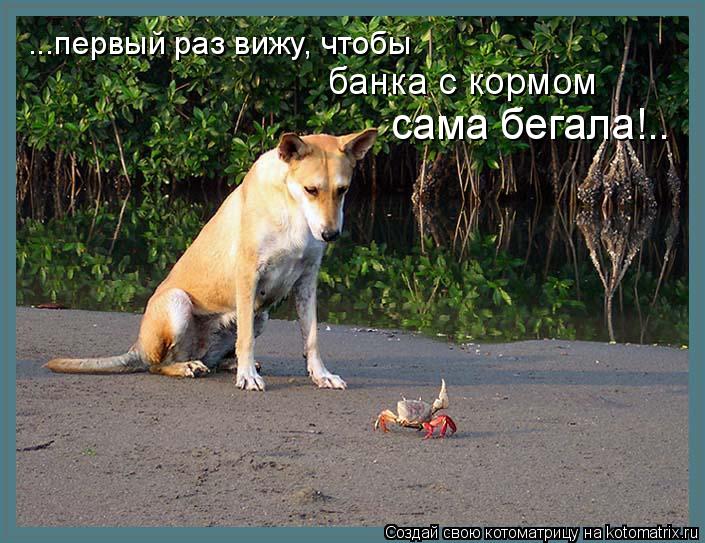 ...первый раз вижу, чтобы банка с кормом сама бегала!..... Котоматрица: ...первый раз вижу, чтобы банка с кормом сама бегала!..