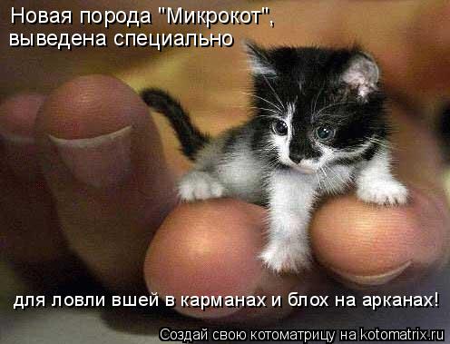 Новая порода "Микрокот", выведена специально для ловли вшей в карманах и блох на арканах!... Котоматрица: Новая порода "Микрокот", выведена специально для ловли вшей в карманах и блох на арканах!