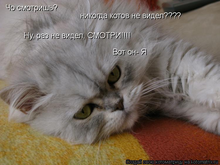 Котоматрица: Чо смотришь?  никогда котов не видел???? Ну, раз не видел, СМОТРИ!!!! Вот он- Я