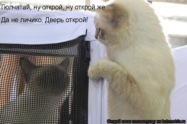 Котоматрица: Гюлчатай, ну открой, ну открой же...  Да не личико, Дверь открой!