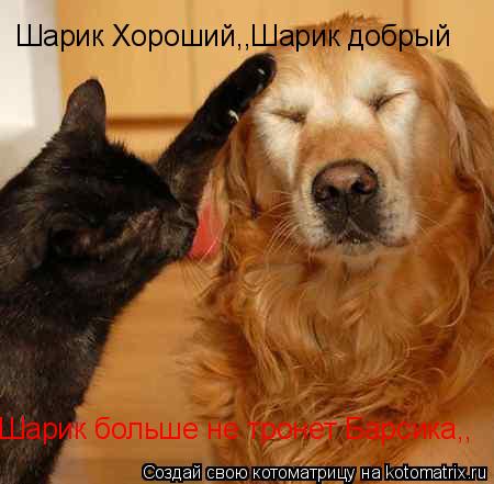 Котоматрица: Шарик Хороший,,Шарик добрый Шарик больше не тронет Барсика,,