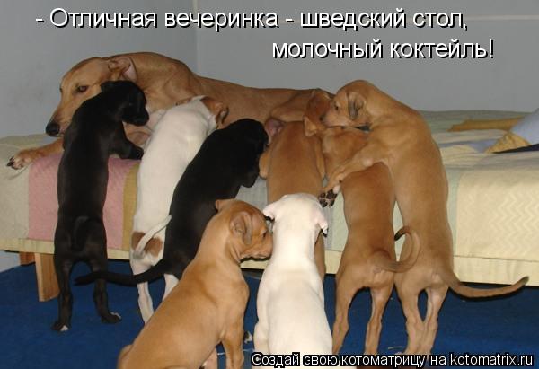 - Отличная вечеринка - шведский стол, молочный коктейль!... Котоматрица: - Отличная вечеринка - шведский стол, молочный коктейль!