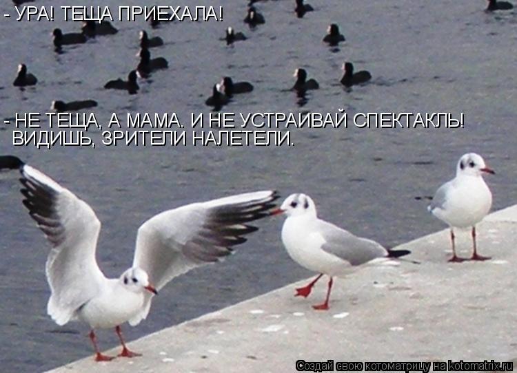 - УРА! ТЕЩА ПРИЕХАЛА! - НЕ ТЕЩА, А МАМА. И НЕ УСТРАИВАЙ СПЕКТАКЛЬ! ВИДИШЬ, ЗРИТЕЛИ НАЛЕТЕЛИ.... Котоматрица: - УРА! ТЕЩА ПРИЕХАЛА! - НЕ ТЕЩА, А МАМА. И НЕ УСТРАИВАЙ СПЕКТАКЛЬ! ВИДИШЬ, ЗРИТЕЛИ НАЛЕТЕЛИ.