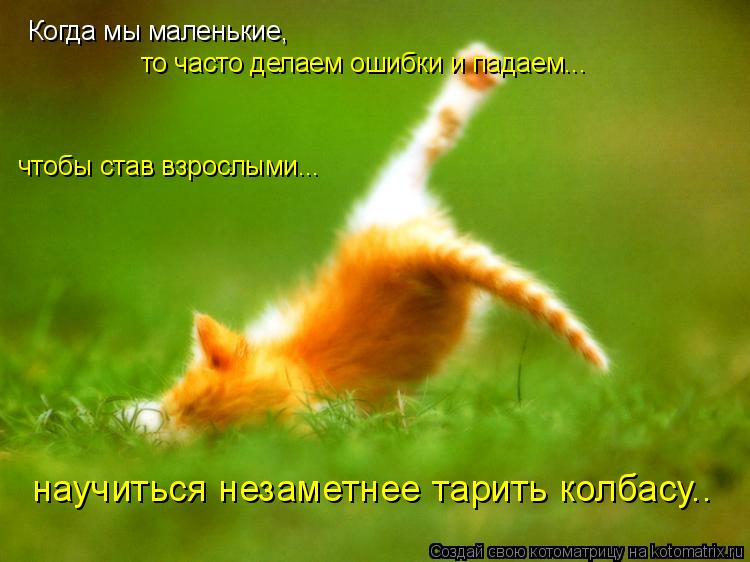 Когда мы маленькие, то часто делаем ошибки и падаем... чтобы став взрослыми... научиться незаметнее т... Котоматрица: Когда мы маленькие, то часто делаем ошибки и падаем... чтобы став взрослыми... научиться незаметнее тарить колбасу..
