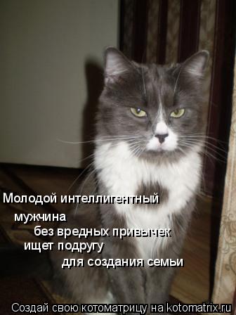 Молодой интеллигентный мужчина без вредных привычек ищет подругу для создания семьи... Котоматрица: Молодой интеллигентный мужчина без вредных привычек ищет подругу для создания семьи