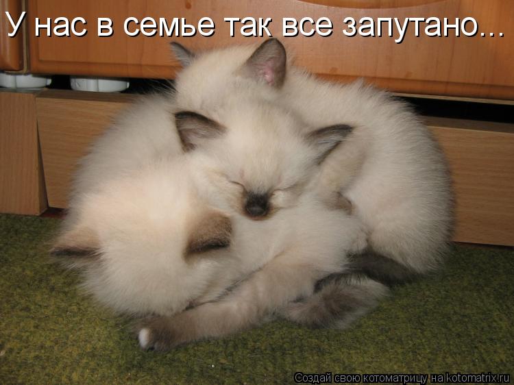 Котоматрица: У нас в семье так все запутано...