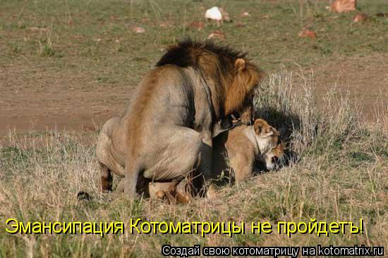 Котоматрица: Эмансипация Котоматрицы не пройдетъ!