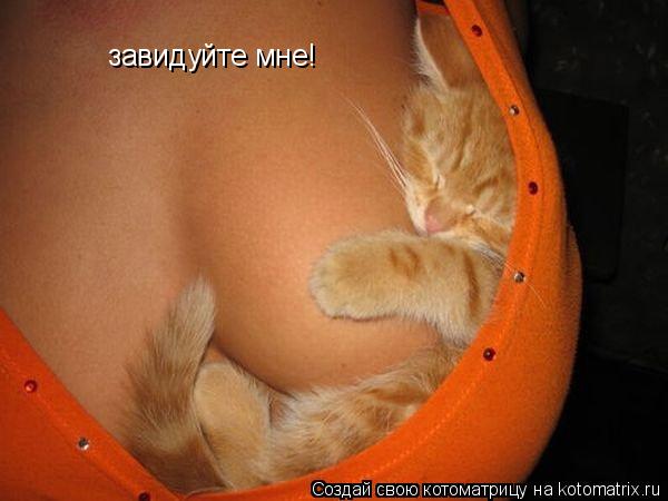 завидуйте мне!... Котоматрица: завидуйте мне!