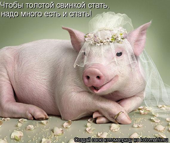 Чтобы толстой свинкой стать, надо много есть и спать!... Котоматрица: Чтобы толстой свинкой стать, надо много есть и спать!