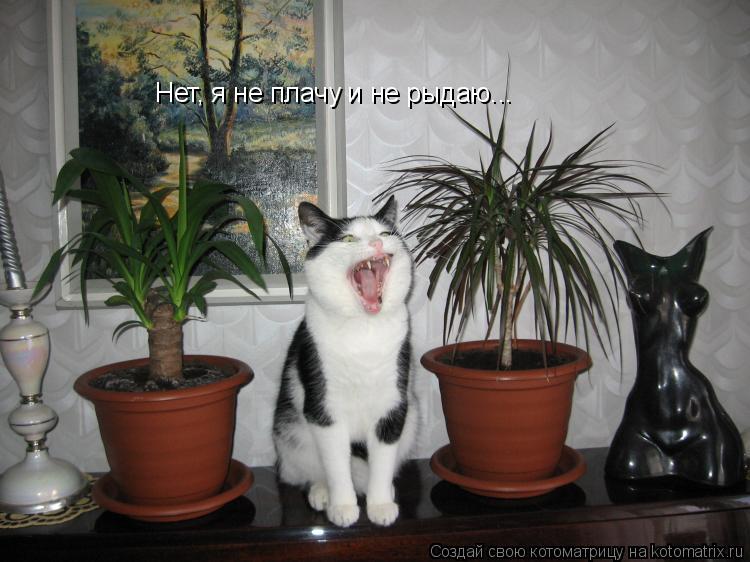 Нет, я не плачу и не рыдаю...... Котоматрица: Нет, я не плачу и не рыдаю...