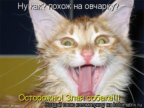 Ну как? похож на овчарку? Осторожно! Злая собака!!!... Котоматрица: Ну как? похож на овчарку? Осторожно! Злая собака!!!