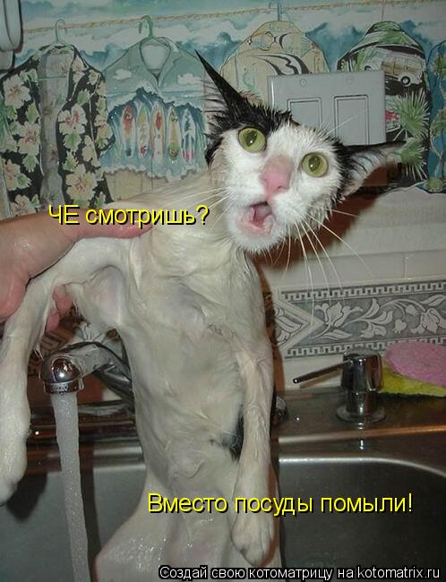 ЧЕ смотришь? Вместо посуды помыли!... Котоматрица: ЧЕ смотришь? Вместо посуды помыли!