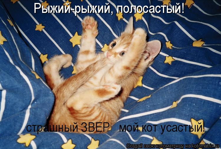 Рыжий-рыжий, полосастый! Страшный ЗВЕР мой кот усастый! страшный ЗВЕР мой кот усастый!... Котоматрица: Рыжий-рыжий, полосастый! Страшный ЗВЕР мой кот усастый! страшный ЗВЕР мой кот усастый!
