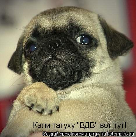 Кали татуху "ВДВ" вот тут!... Котоматрица: Кали татуху "ВДВ" вот тут!
