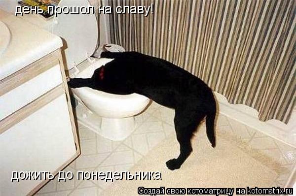 день прошол на славу! дожить до понедельника... Котоматрица: день прошол на славу! дожить до понедельника