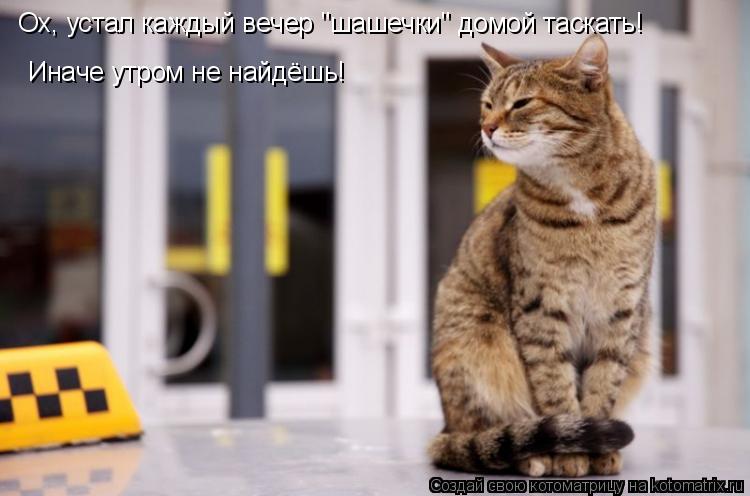 Ох, устал каждый вечер "шашечки" домой таскать! Иначе утром не найдёшь!... Котоматрица: Ох, устал каждый вечер "шашечки" домой таскать! Иначе утром не найдёшь!