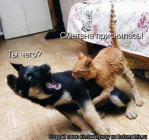 Ты чего? Сметана приснилась!... Котоматрица: Ты чего? Сметана приснилась!
