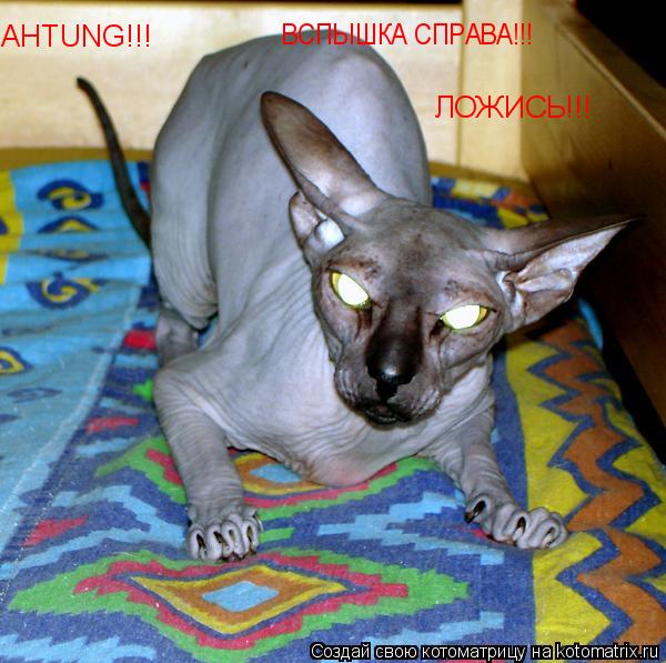 AHTUNG!!! ЛОЖИСЬ!!! ВСПЫШКА СПРАВА!!!... Котоматрица: AHTUNG!!! ЛОЖИСЬ!!! ВСПЫШКА СПРАВА!!!