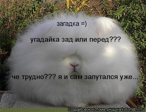 загадка =) угадайка зад или перед??? че трудно??? я и сам запутался уже...... Котоматрица: загадка =) угадайка зад или перед??? че трудно??? я и сам запутался уже...