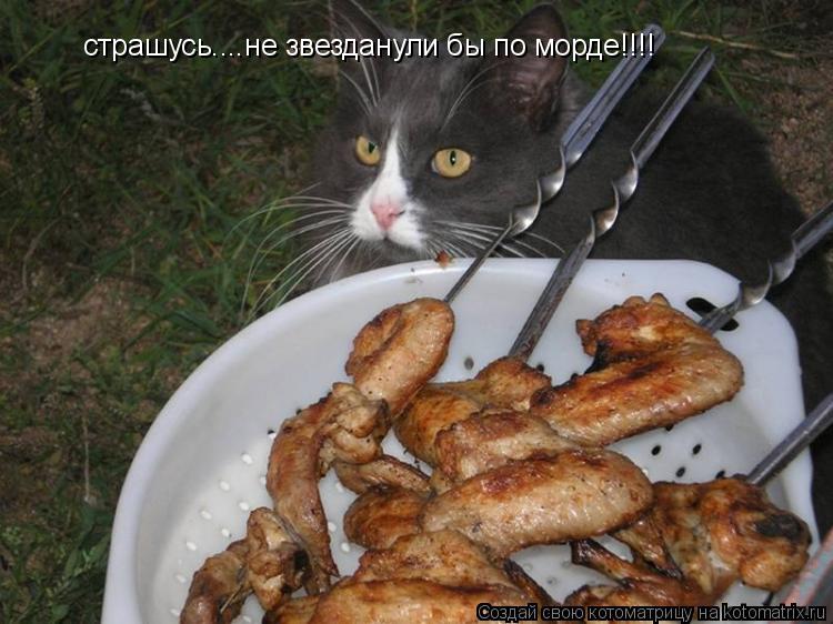 страшусь....не звезданули бы по морде!!!!... Котоматрица: страшусь....не звезданули бы по морде!!!!