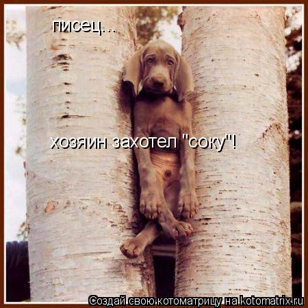 писец... хозяин захотел "соку"!... Котоматрица: писец... хозяин захотел "соку"!
