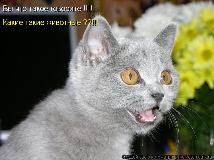 Вы что такое говорите !!!! Какие такие животные ??!!!... Котоматрица: Вы что такое говорите !!!! Какие такие животные ??!!!