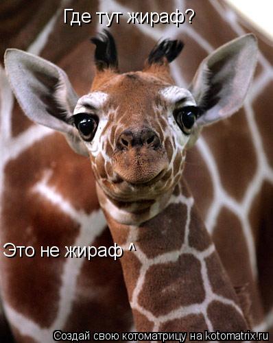 Где тут жираф? Это не жираф ^... Котоматрица: Где тут жираф? Это не жираф ^