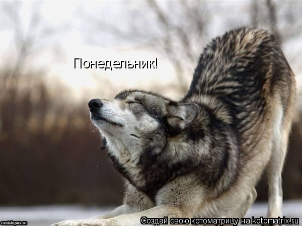 Понедельник!... Котоматрица: Понедельник!