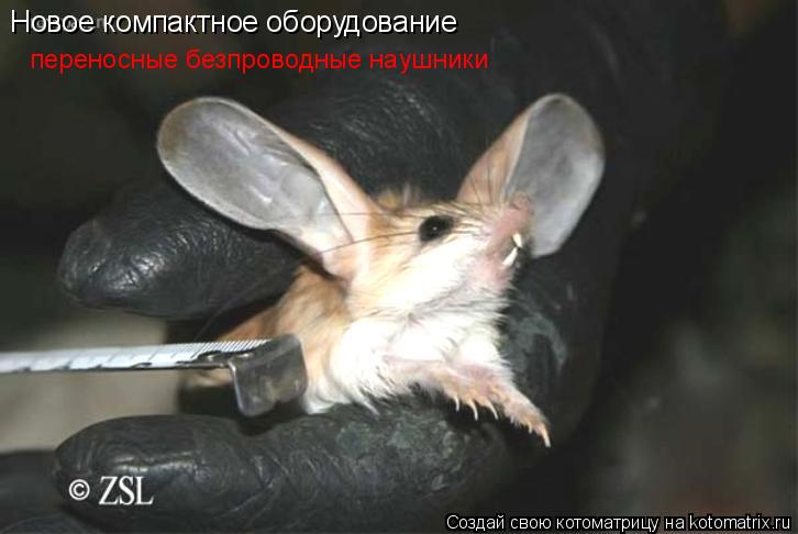 Котоматрица: Новое компактное оборудование переносные безпроводные наушники