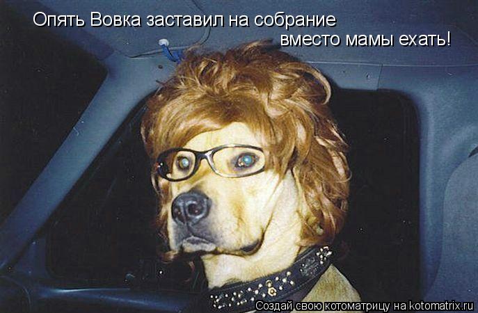Опять Вовка заставил на собрание вместо мамы ехать!... Котоматрица: Опять Вовка заставил на собрание вместо мамы ехать!