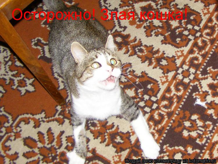 Осторожно! Злая кошка!... Котоматрица: Осторожно! Злая кошка!