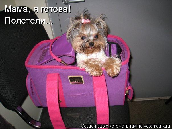 Мама, я готова! Полетели...... Котоматрица: Мама, я готова! Полетели...