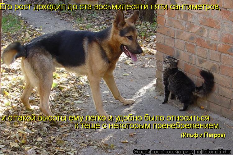 Его рост доходил до ста восьмидесяти пяти сантиметров, и с такой высоты ему легко и удобно было отно... Котоматрица: Его рост доходил до ста восьмидесяти пяти сантиметров, и с такой высоты ему легко и удобно было относиться к теще с некоторым пренебрежени