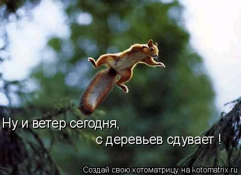 Ну и ветер сегодня, с деревьев сдувает !... Котоматрица: Ну и ветер сегодня, с деревьев сдувает !