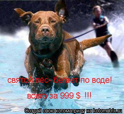 святой пёс- бегает по воде! всего за 999 $ !!!... Котоматрица: святой пёс- бегает по воде! всего за 999 $ !!!